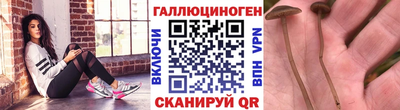 Галлюциногенные грибы GOLDEN TEACHER  где можно купить   Кашин 